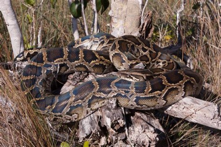 Is a python poisonous?