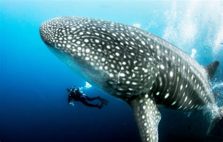 Is a whale faster than a shark?