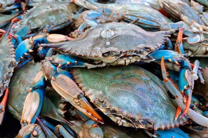 Is blue crab poisonous?