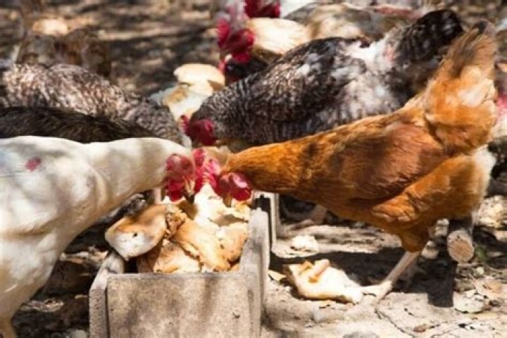 Is bread Bad for chickens?