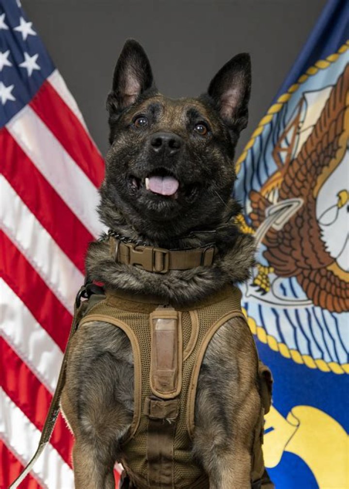 Is Cairo the seal dog still alive?