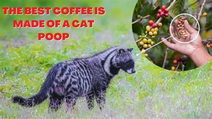 Is cat poop coffee real?