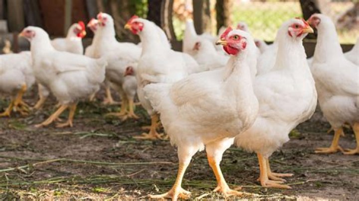 Is chicken a carcinogen?