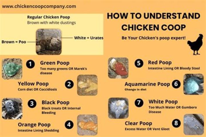 Is Chicken poop good for your skin?