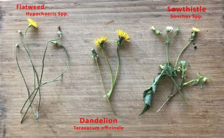 Is Dandelion a spy?
