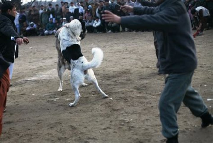 Is dog fighting still allowed?