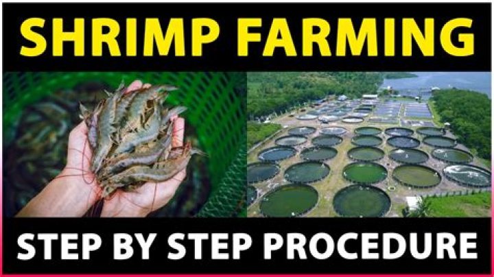 Is farmed shrimp from Vietnam safe?