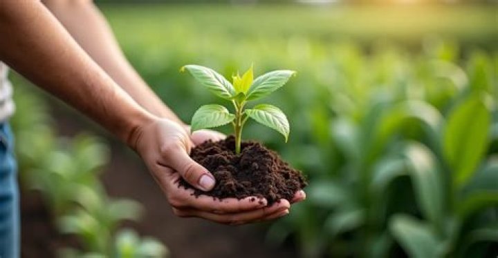 Is gypsum an organic fertilizer?