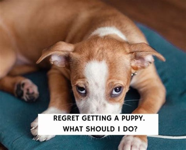 Is it normal to regret getting a puppy?