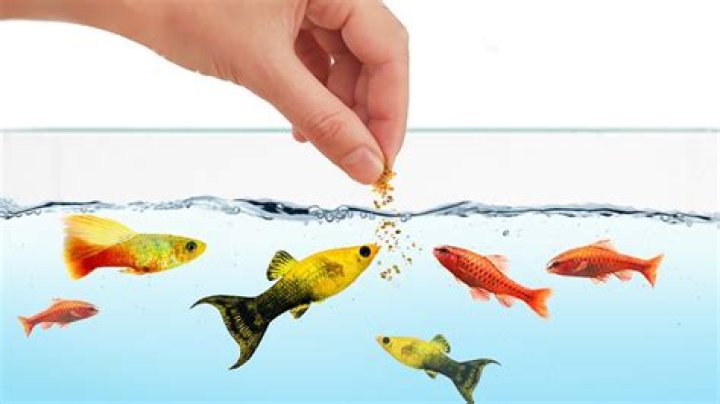 Is it okay to feed my fish every other day?