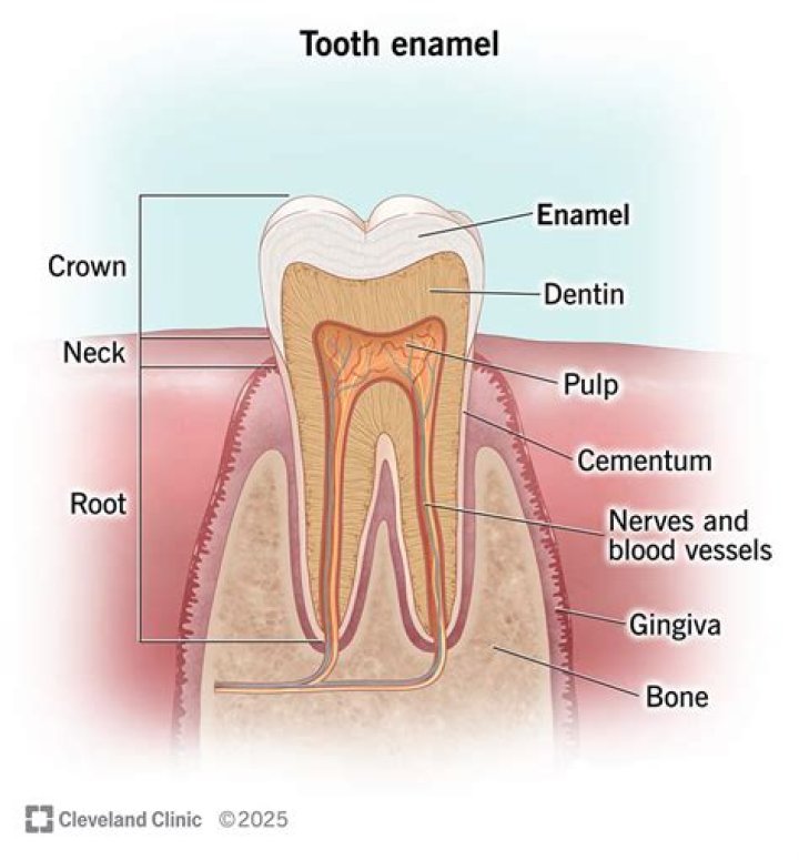 Is it possible to build back enamel?