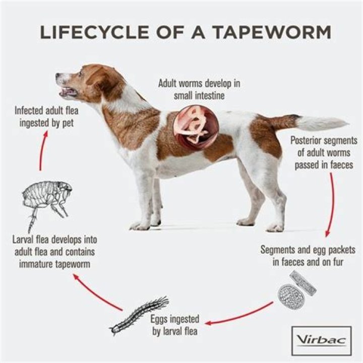 Is it safe to be around a puppy with worms?