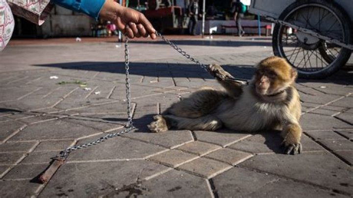 Is keeping monkey as a pet legal in India?