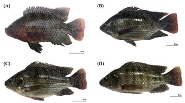 Is Kirkland tilapia from China?