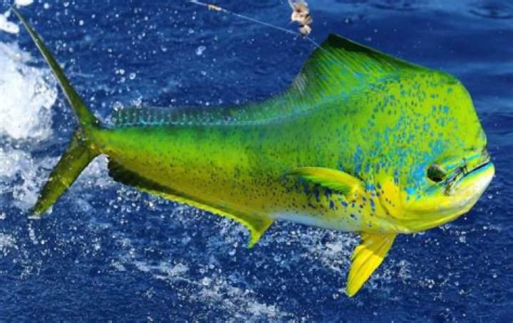 Is mahi-mahi the same as tuna?