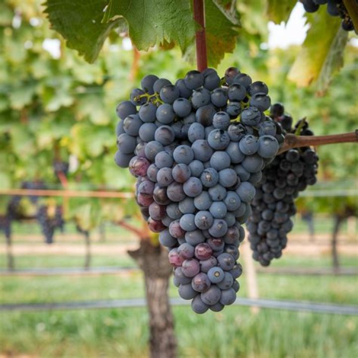 Is Merlot a French grape?