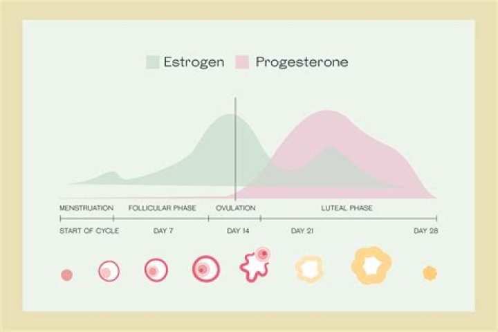 Is milk high on estrogen?
