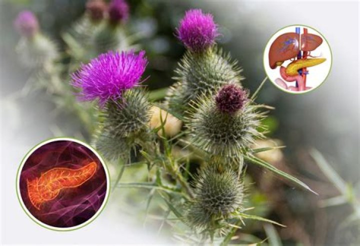 Is milk thistle good for your pancreas?