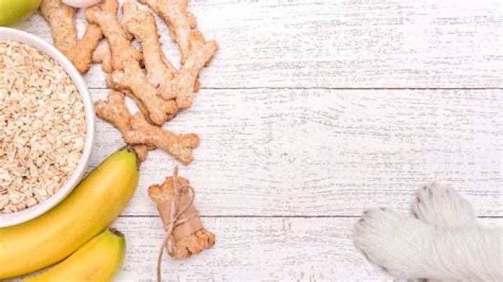 Is oatmeal bad for dogs?