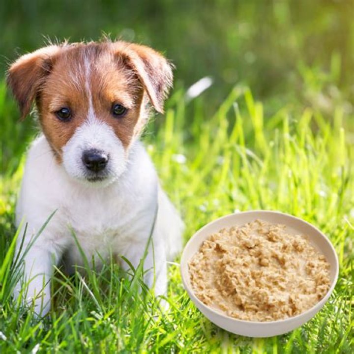 Is oatmeal OK for dogs?
