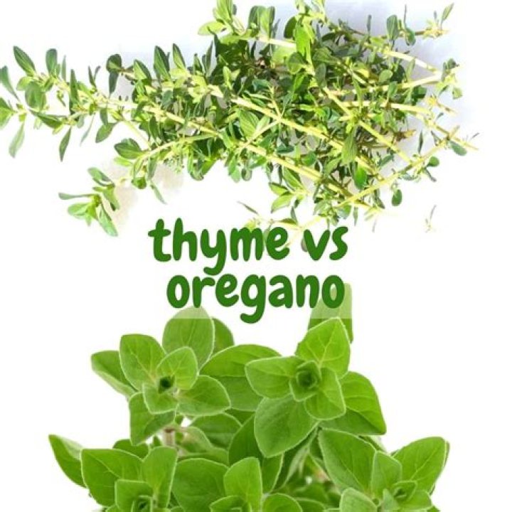 Is oregano the same as oregano leaves?