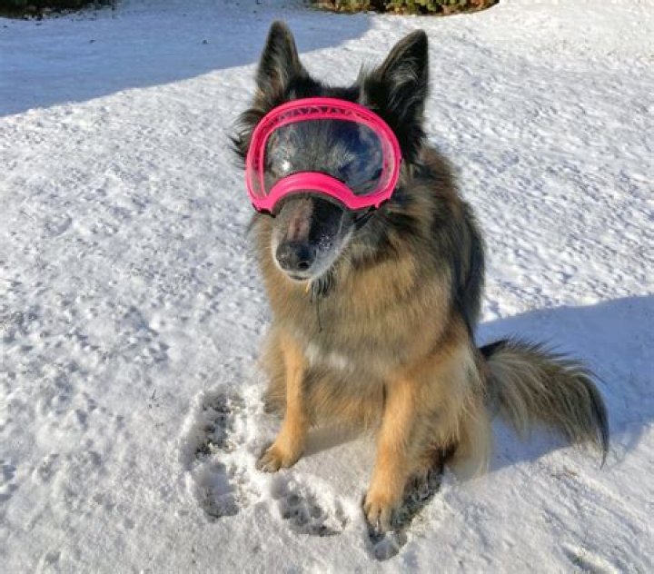 Is pannus rare in dogs?
