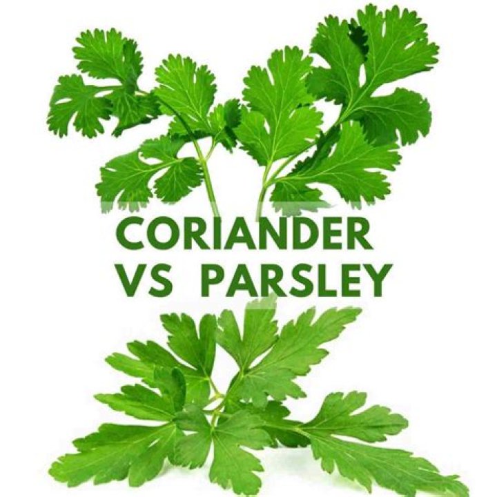 Is parsley and celery the same?