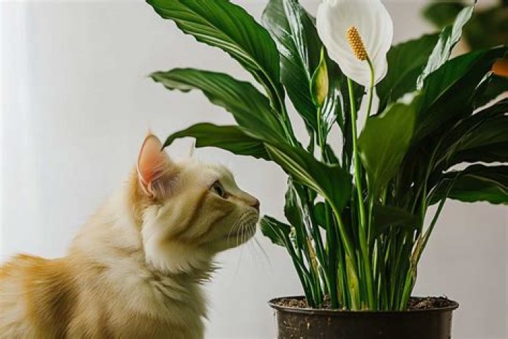 Is peace lily toxic to cats?