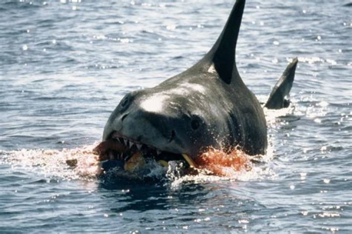 Is Quint in Jaws Irish?