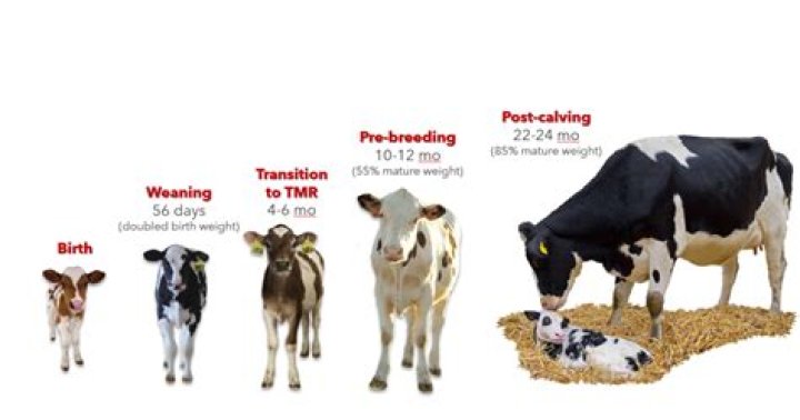 Is raising cows profitable?