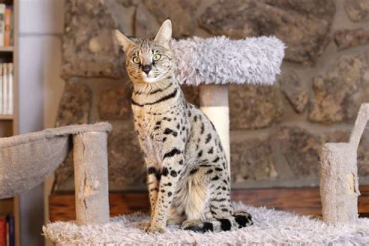 Is Savannah cat legal in India?
