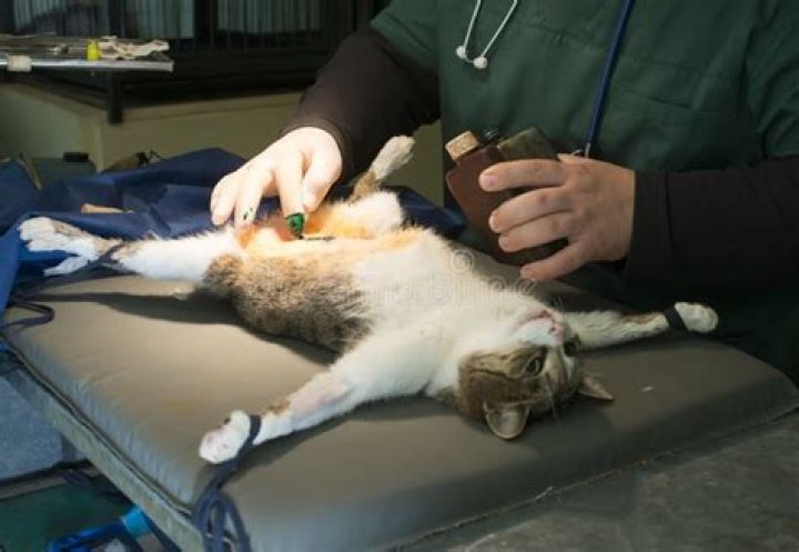 Is spay surgery safe for cats?