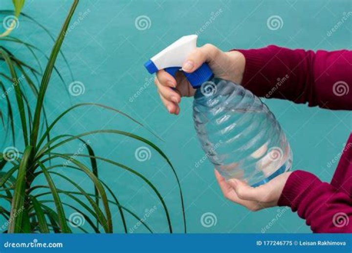 Is spraying water on leaves good?