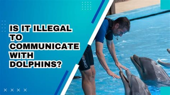 Is talking to wild dolphins illegal?