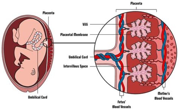 Is the placenta healthy to eat?