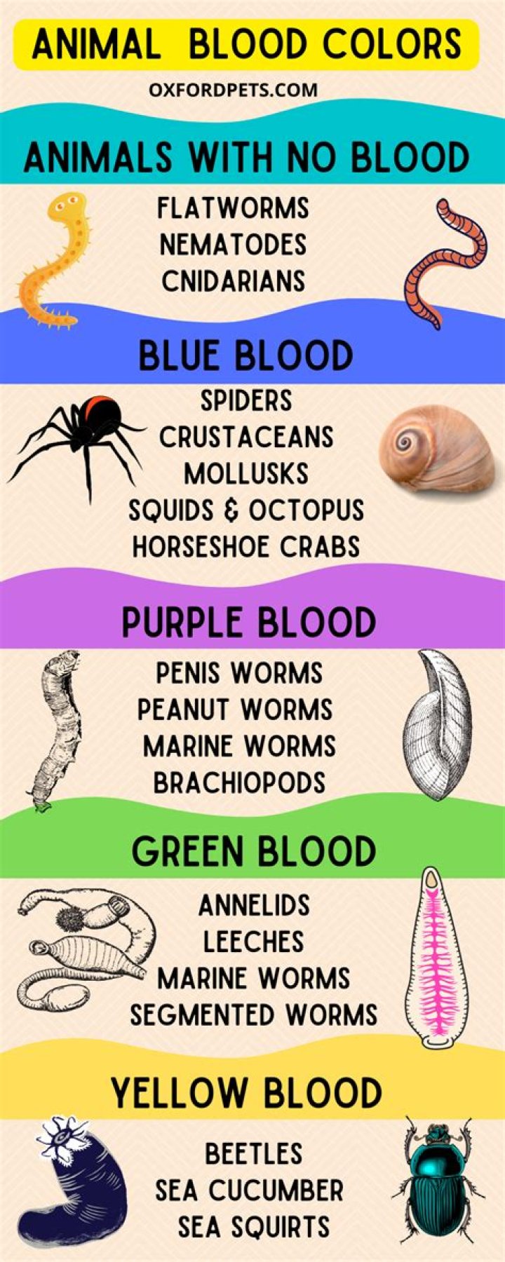 Is there any animal without blood?