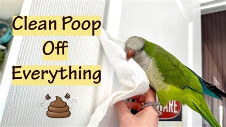 Is there bird poop in makeup?