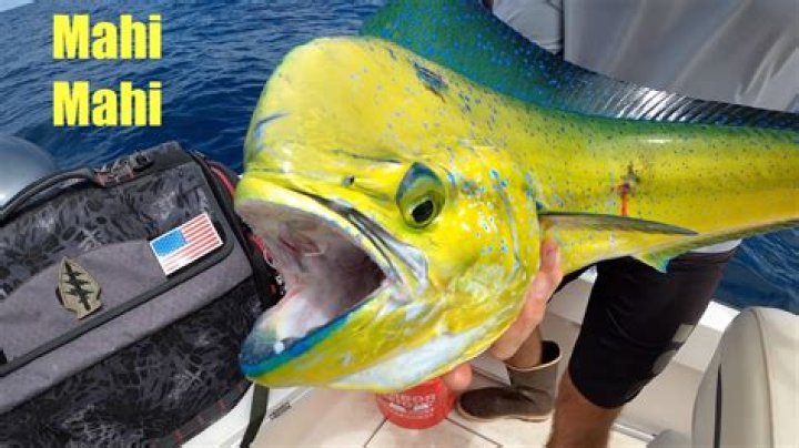 Is there mahi mahi in the Gulf Coast?