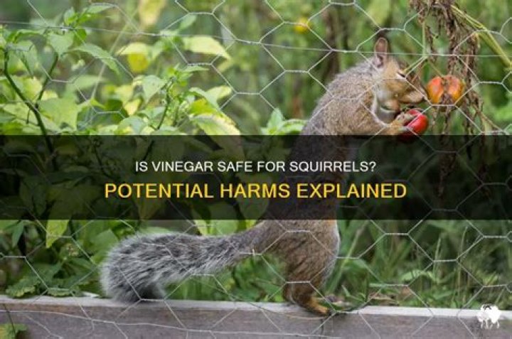 Is vinegar harmful to squirrels?