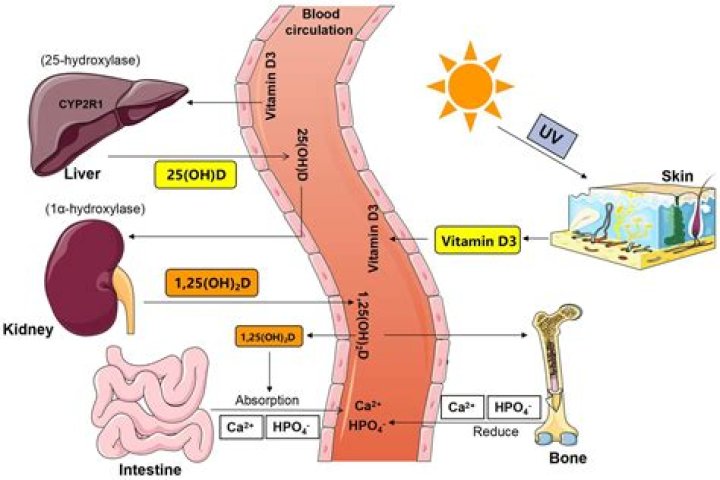Is vitamin D required for calcium absorption?