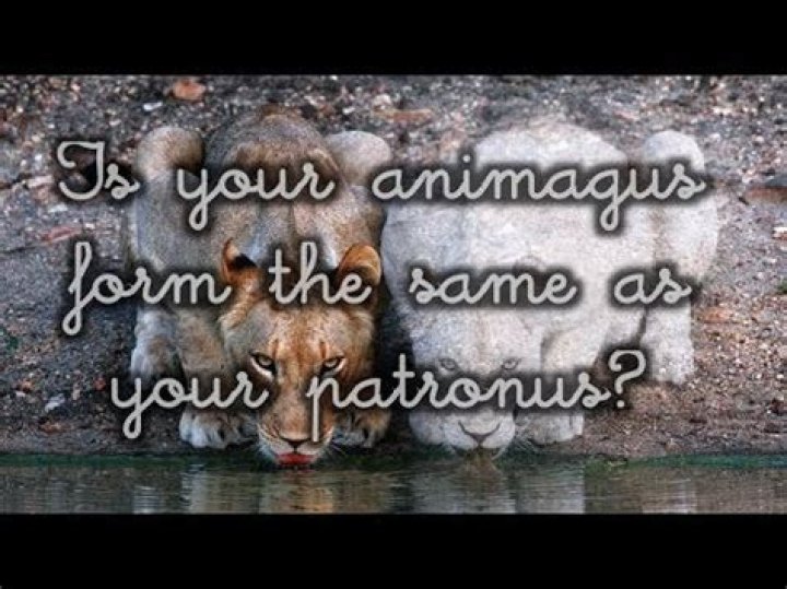 Is your Animagus the same as your patronus?