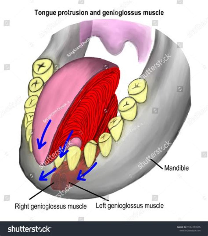 Is your tongue a muscle?