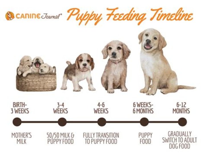 Should a 77 year old get a puppy?