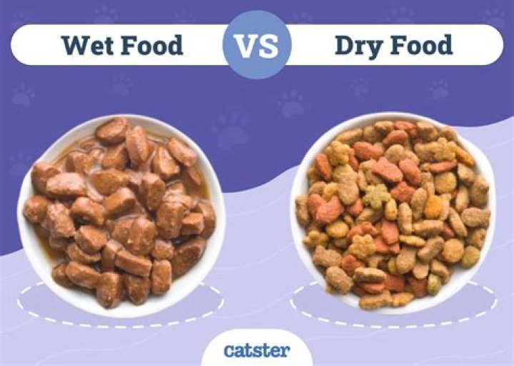 Should a cat's water be away from food?