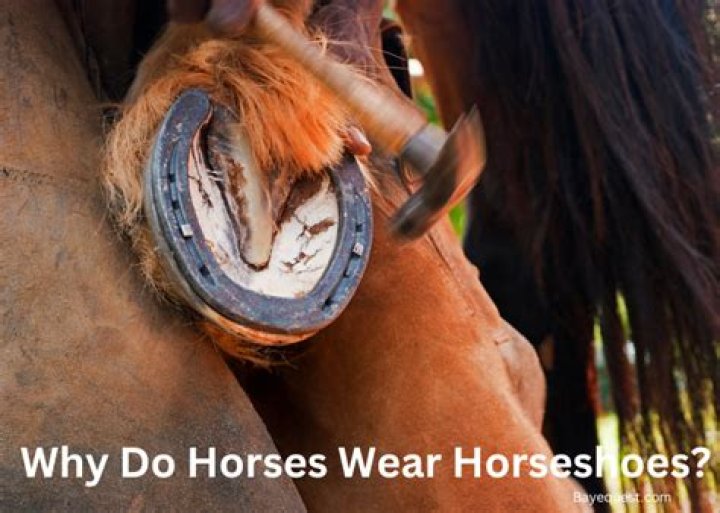 Should horses go out in the wind?