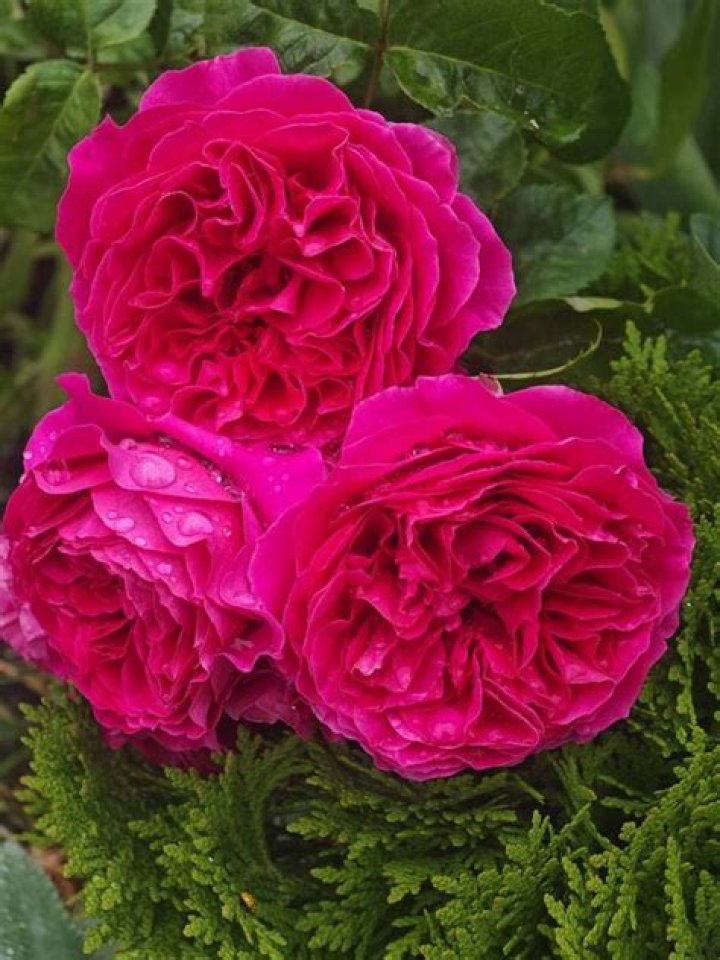 Should I deadhead roses?