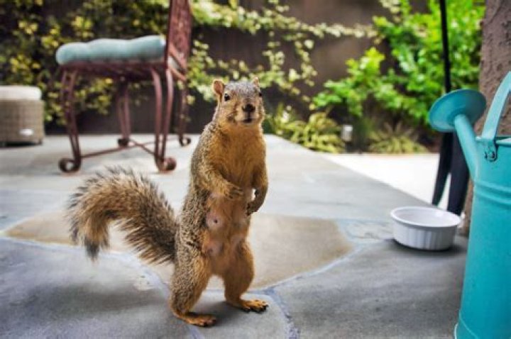 Should I feed squirrels in my backyard?