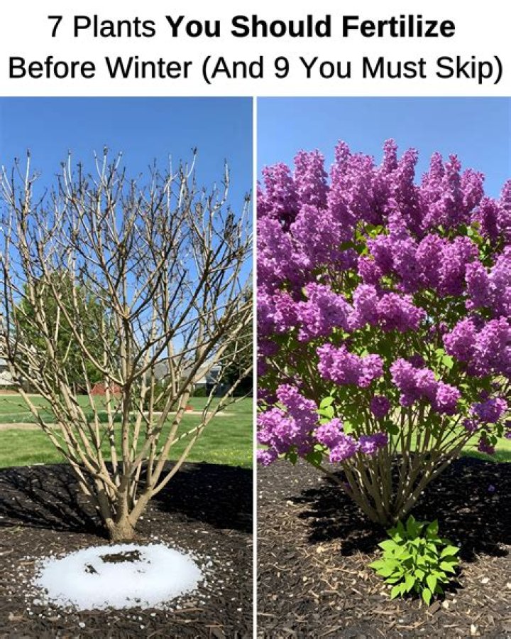 Should I fertilize before winter?