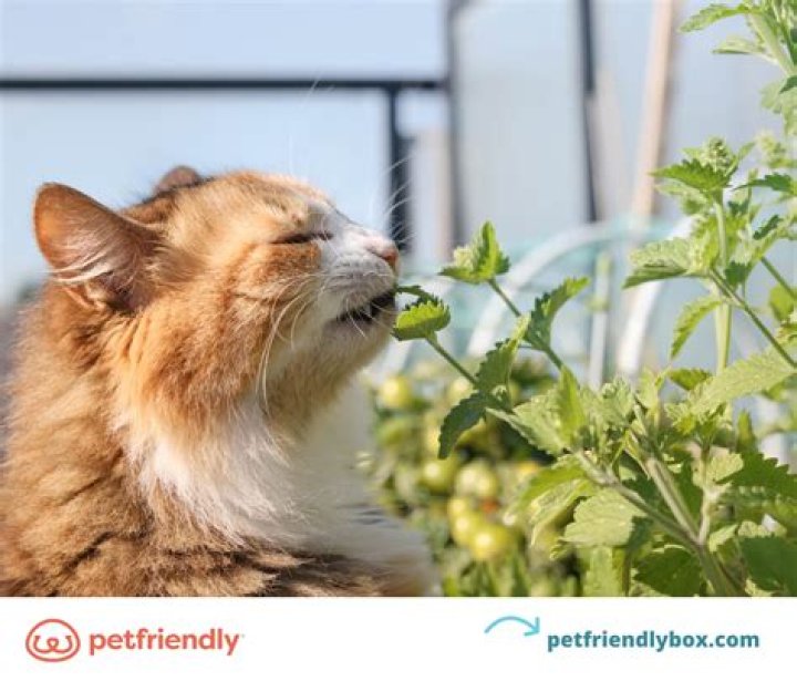 Should I give my cat catnip before a car ride?