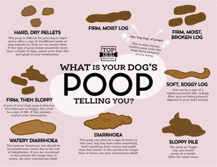 Should I let my dog watch me poop?